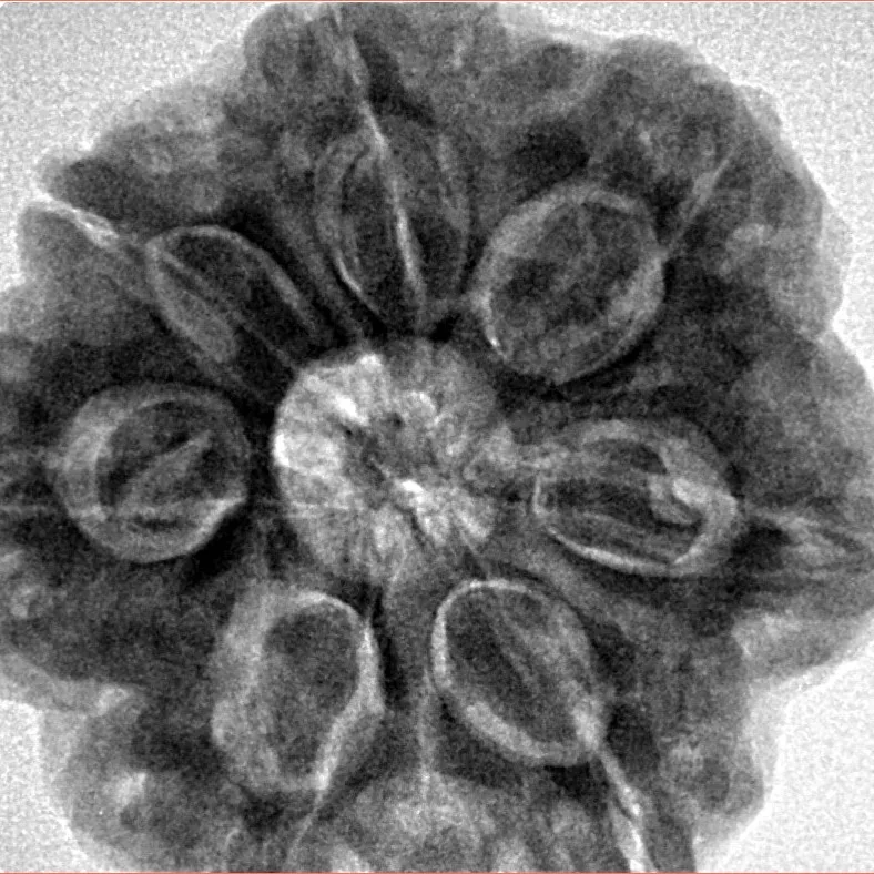 7 Mukhi Rudraksha 28.4mm 8.65gm - Inverse xray