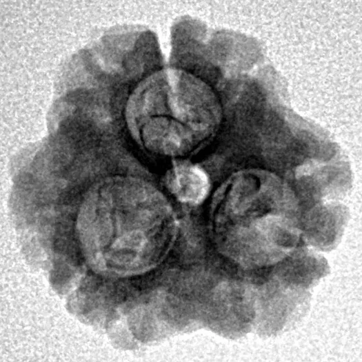 3 Mukhi Rudraksha 19.4mm 1.84gm - Inverse xray