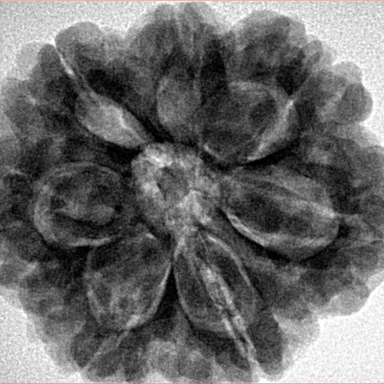 7 Mukhi Rudraksha 28.5mm 7.74gm - Inverse xray
