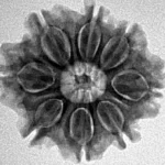 8 Mukhi Rudraksha 23.5mm 3.7gm - Inverse xray