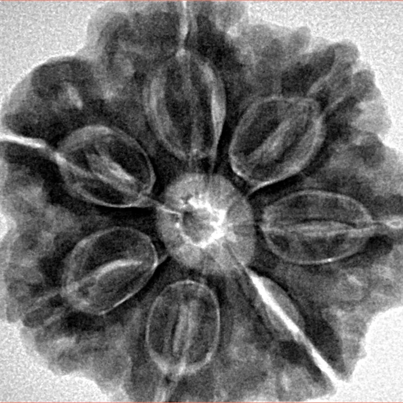 7 Mukhi Rudraksha 27.7mm 7.78gm - Inverse xray