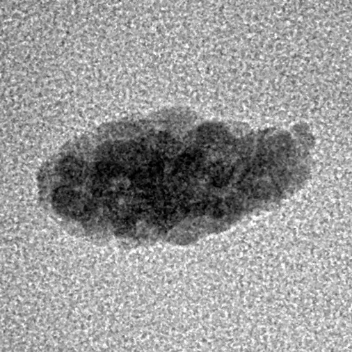 1 Mukhi Rudraksha 13.3mm 0.28gm - Inverse xray