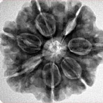 7 Mukhi Rudraksha 27.1mm 6.21gm - Inverse xray