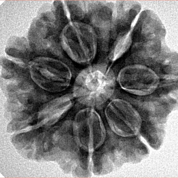 7 Mukhi Rudraksha 27.1mm 6.21gm - Inverse xray