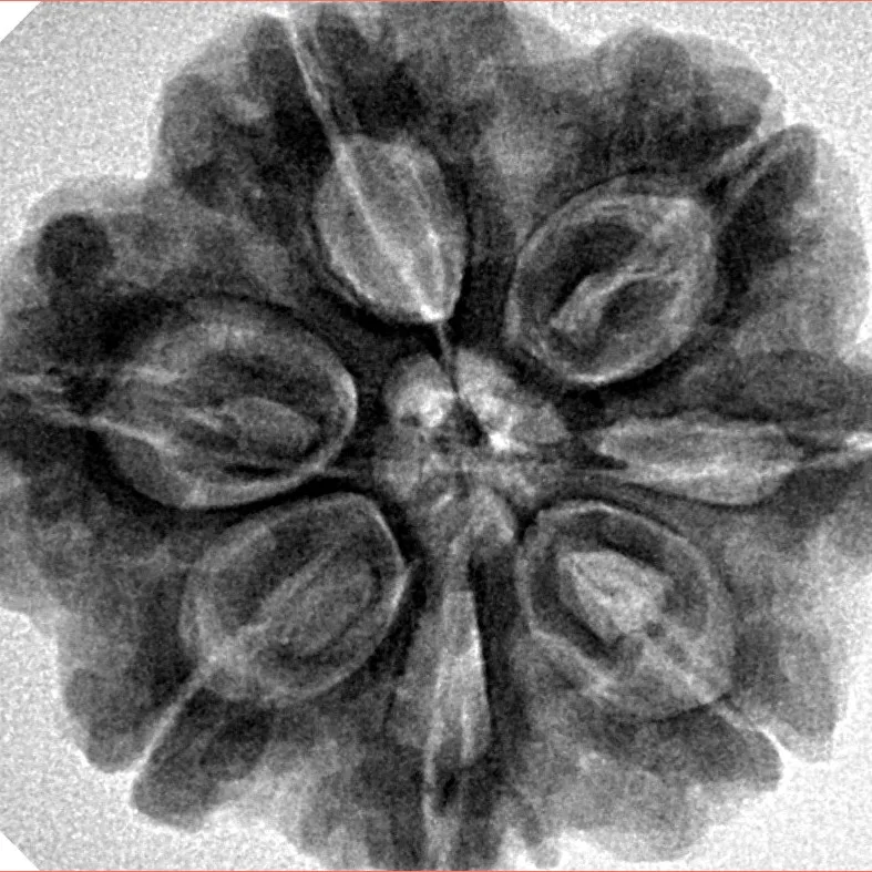 7 Mukhi Rudraksha 28.3mm 7gm - Origin: Nepal - Inverse xray