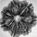 7 Mukhi Rudraksha 27.3mm 5.88gm - Inverse xray