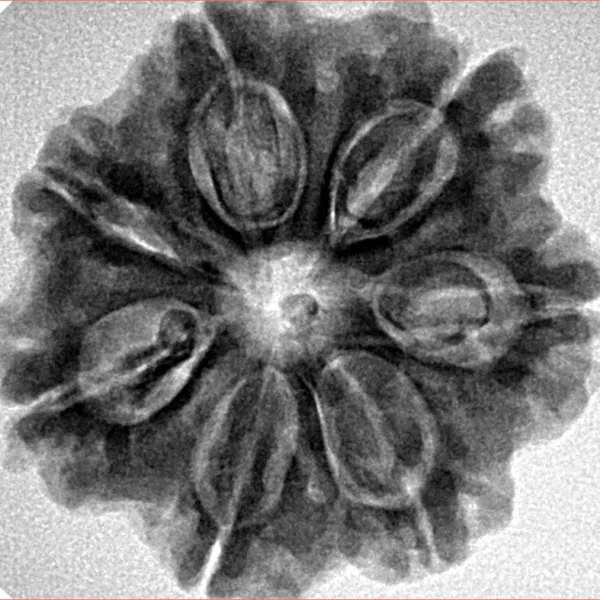 7 Mukhi Rudraksha 27.3mm 5.88gm - Inverse xray