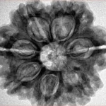 7 Mukhi Rudraksha 27.9mm 6.7gm - Inverse xray