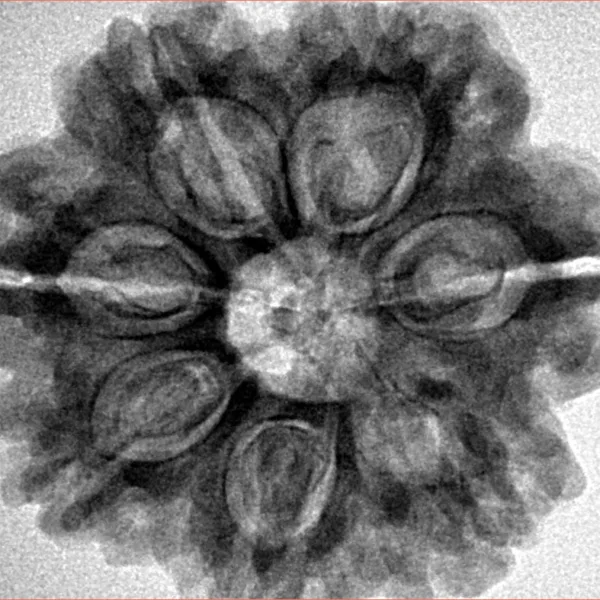7 Mukhi Rudraksha 27.9mm 6.7gm - Inverse xray