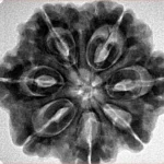 7 Mukhi Rudraksha 28.2mm 6.89gm - Inverse xray