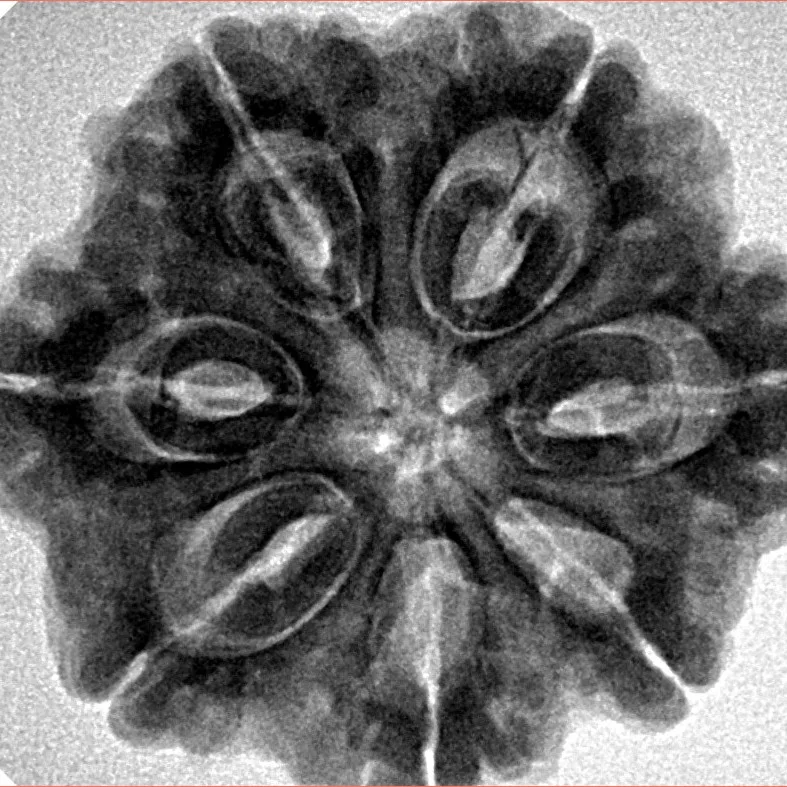 7 Mukhi Rudraksha 28.2mm 6.89gm - Inverse xray