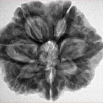 7 Mukhi Rudraksha 27.7mm 6.56gm - Inverse xray