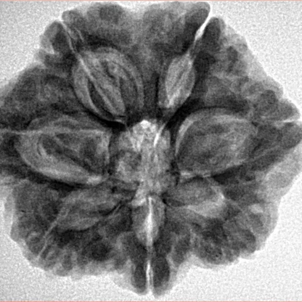 7 Mukhi Rudraksha 27.7mm 6.56gm - Inverse xray