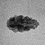 1 Mukhi Rudraksha 12.3mm 0.24gm - Inverse xray