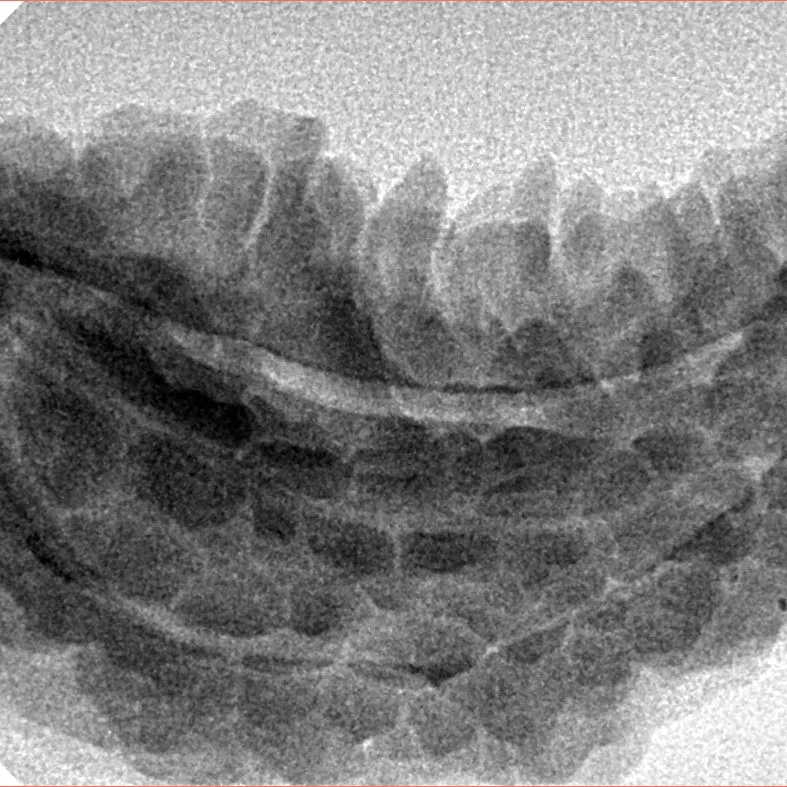 1 Mukhi Rudraksha 37.5mm 5.73gm - Inverse xray
