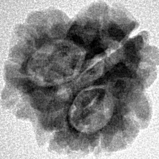 3 Mukhi Rudraksha 21.1mm 2gm - Inverse xray