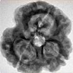 3 Mukhi Rudraksha 28.8mm 6.68gm - Inverse xray