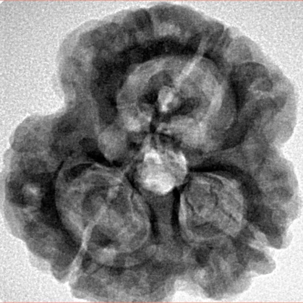 3 Mukhi Rudraksha 28.8mm 6.68gm - Inverse xray