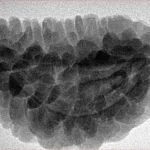 1 Mukhi Rudraksha 32.2mm 6.25gm - Inverse xray