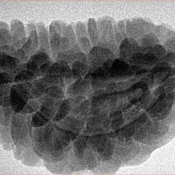 1 Mukhi Rudraksha 32.2mm 6.25gm - Inverse xray