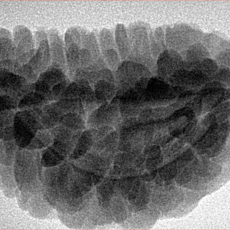 1 Mukhi Rudraksha 32.2mm 6.25gm - Inverse xray