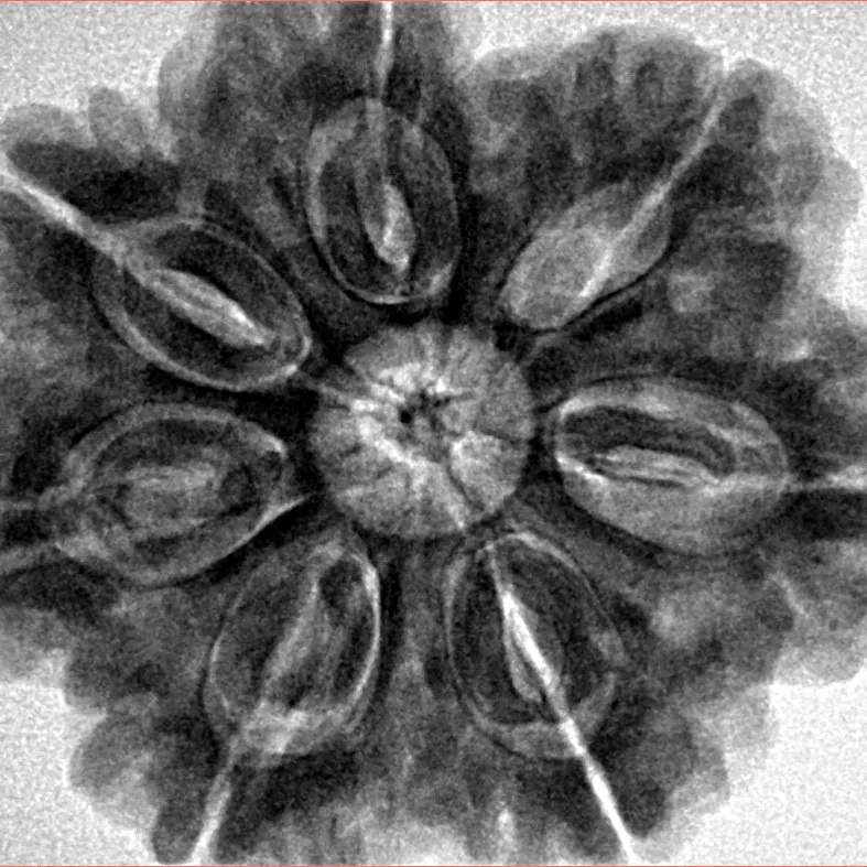 7 Mukhi Rudraksha 29.1mm 8gm - Inverse xray