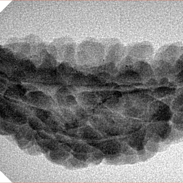 1 Mukhi Rudraksha 36.9mm 3.7gm - Inverse xray