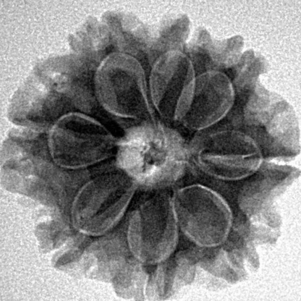 8 Mukhi Rudraksha 22.3mm 3.75gm - Inverse xray