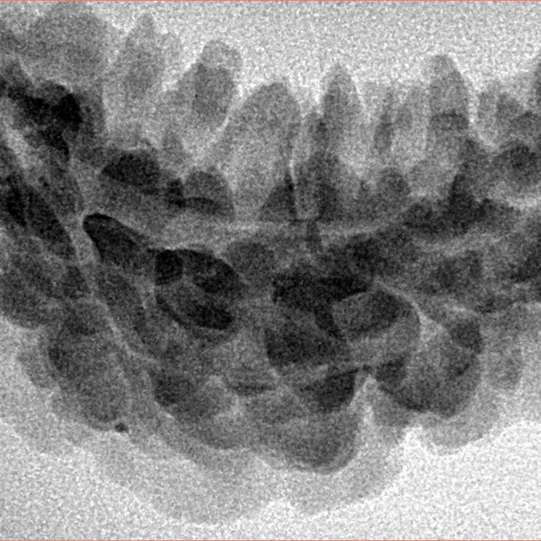1 Mukhi Rudraksha 34.3mm 4.19gm - Inverse xray