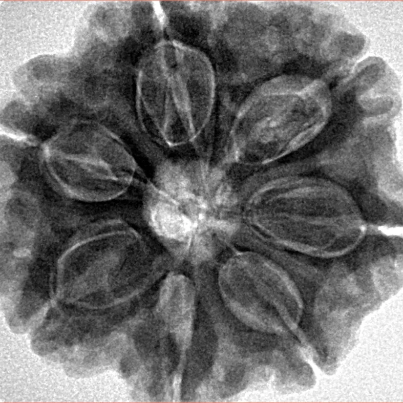 7 Mukhi Rudraksha 28.5mm 7.93gm - Inverse xray
