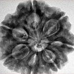 7 Mukhi Rudraksha 27mm 6.92gm - Inverse xray