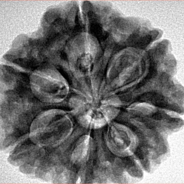 7 Mukhi Rudraksha 27mm 6.92gm - Inverse xray