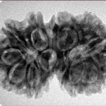 13 MK Gaurishankar 31.2mm 5.11gm - Inverse xray