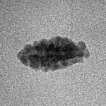 1 Mukhi Rudraksha 12.8mm 0.22gm - Inverse xray