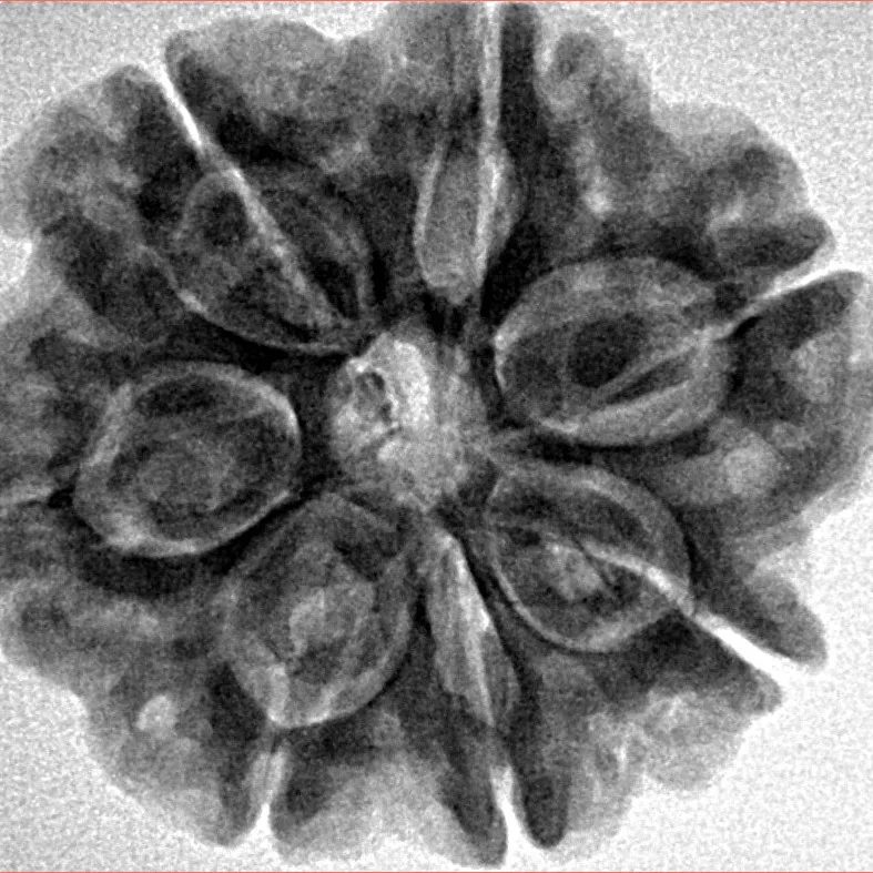 7 Mukhi Rudraksha 27.8mm 6.33gm - Inverse xray