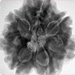 7 Mukhi Rudraksha 27mm 7.63gm - Inverse xray