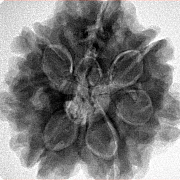 7 Mukhi Rudraksha 27mm 7.63gm - Inverse xray