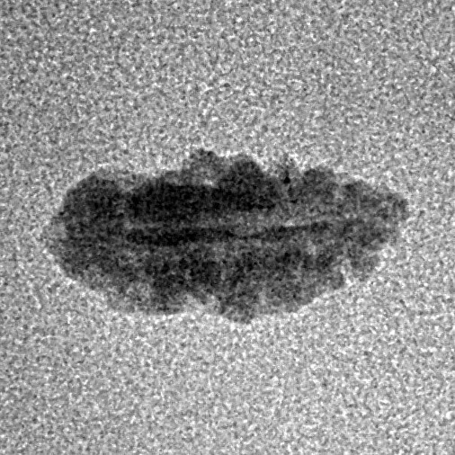 1 Mukhi Rudraksha 13.4mm 0.22gm - Inverse xray