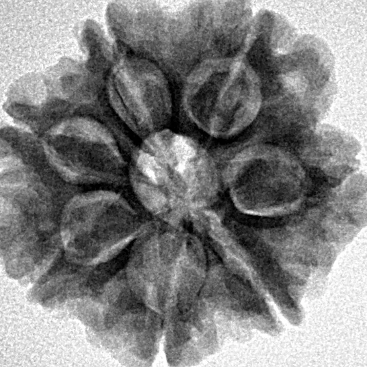 7 Mukhi Rudraksha 24.1mm 4.39gm - Inverse xray