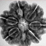 7 Mukhi Rudraksha 27mm 6.86gm - Inverse xray