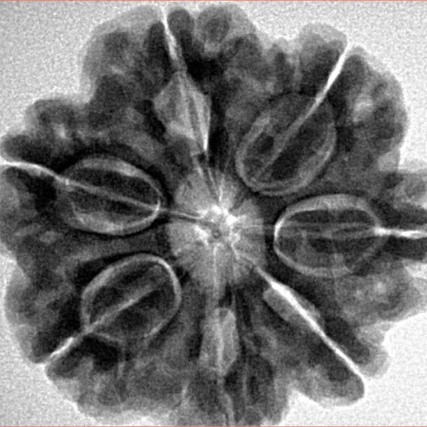 7 Mukhi Rudraksha 27mm 6.86gm - Inverse xray