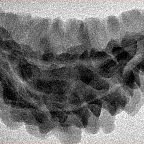 1 Mukhi Rudraksha 36.3mm 5gm - Inverse xray
