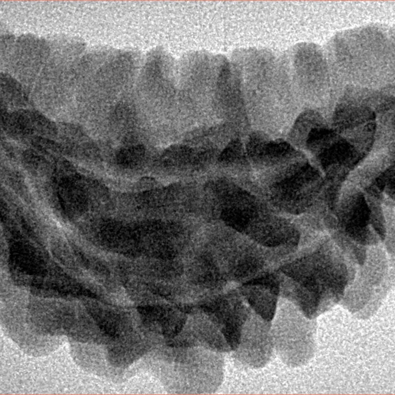 1 Mukhi Rudraksha 36.3mm 5gm - Inverse xray