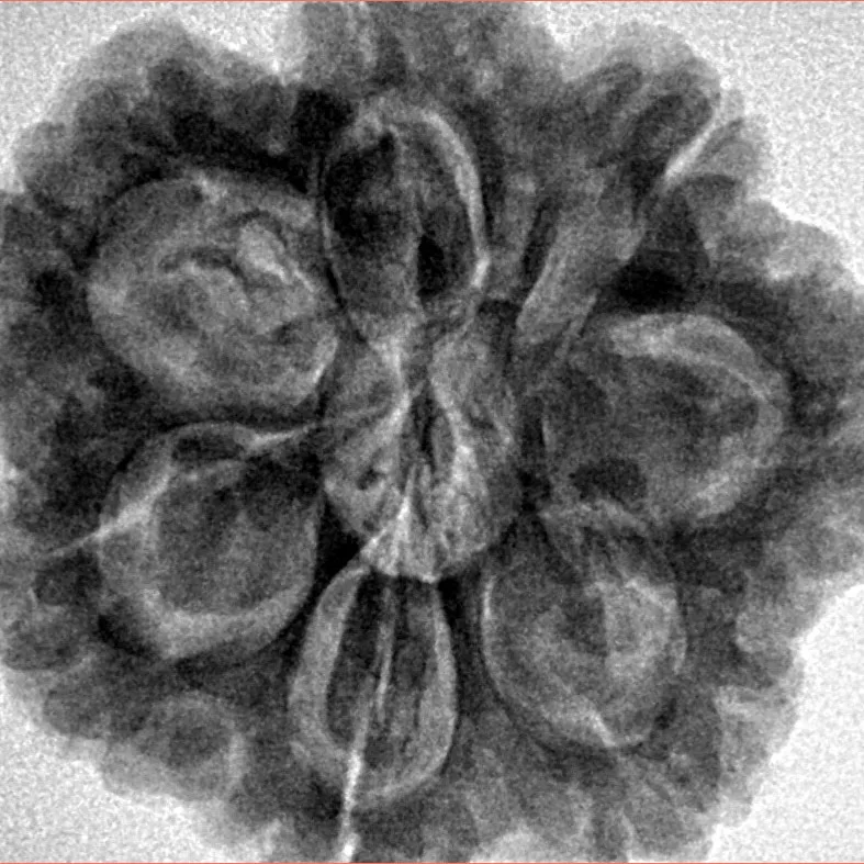 7 Mukhi Rudraksha 28mm 7.77gm - Inverse xray