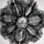7 Mukhi Rudraksha 29.3mm 8.01gm - Inverse xray