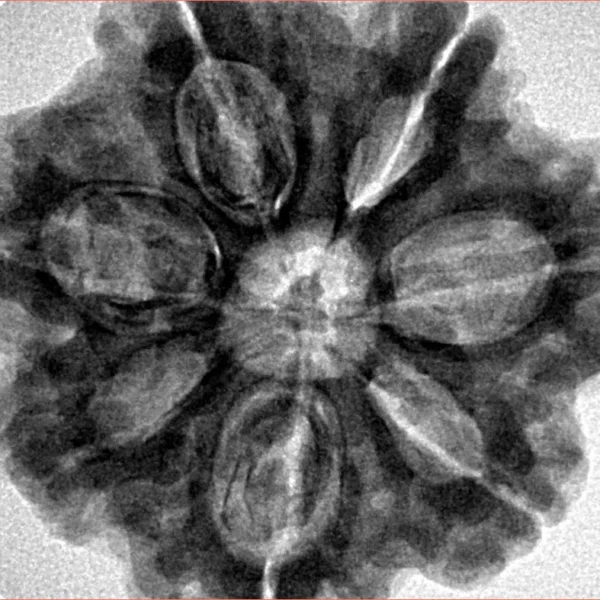 7 Mukhi Rudraksha 29.3mm 8.01gm - Inverse xray