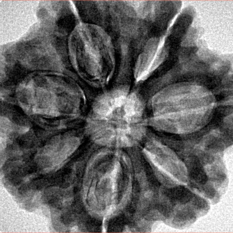 7 Mukhi Rudraksha 29.3mm 8.01gm - Inverse xray