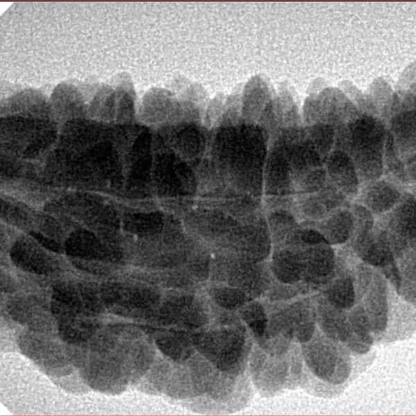 1 Mukhi Rudraksha 35.5mm 6.47gm - Inverse xray