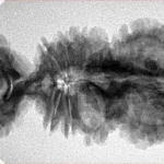 18 Mukhi Trijuti 40.4mm 5.81gm - Origin: Nepal - Inverse xray
