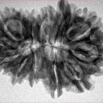 14 MK GS With Ganesh 31mm 4.77gm - Inverse xray